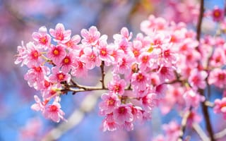 Обои ветки, сакура, весна, sakura, bloom, spring, цветение, pink, cherry, blossom