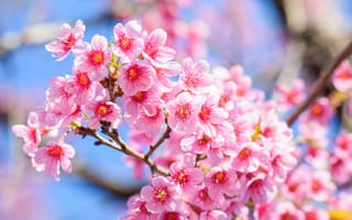Обои ветки, cherry, sakura, spring, цветение, весна, сакура, pink, blossom, bloom