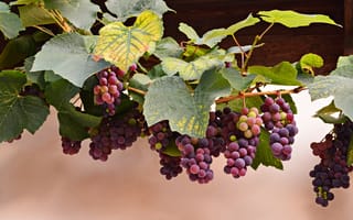 Обои виноград, красный, лоза, листья, грозди, осень, ягоды