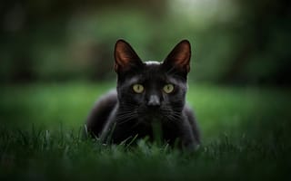 Картинка трава, котейка, взгляд, боке, мордочка, чёрный кот