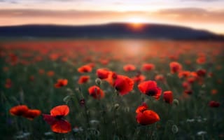 Картинка поле, маки, утро