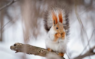 Картинка зима, фотоохота, белки, фотограф Александр Мясников, фото белок