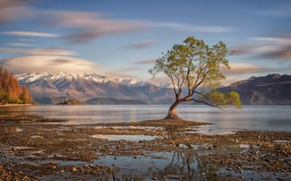 Картинка дерево, озеро, Новая Зеландия, Wanaka