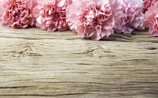 Картинка цветы, лепестки, beautiful, wood, pink, розовые, гвоздики, flowers