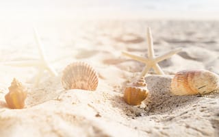 Картинка песок, море, ракушки, пляж, лето, звезда, beach, summer