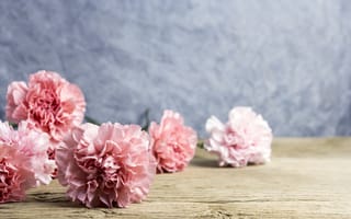 Картинка цветы, лепестки, beautiful, pink, розовые, гвоздики, flowers, wood