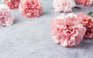 Картинка цветы, лепестки, розовые, beautiful, гвоздики, pink, flowers, carnation