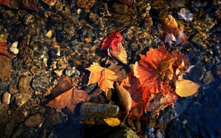 Картинка макро, осень, красные листья вода