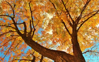 Обои небо, ветки, осень, дерево, листья, ствол