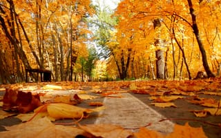 Картинка осень, листья, парк