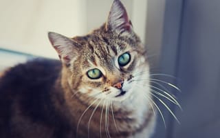 Картинка кот, глаза, шерсть, смотрит, усы, кошка, взгляд