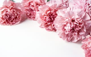 Картинка цветы, лепестки, гвоздики, carnation, beautiful, flowers, pink, розовые