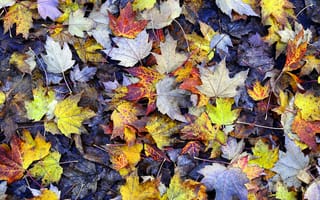 Картинка желтые, листва, осень, кленовые, текстуры, Листья, земля