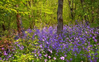 Картинка Весна, Цветочки, Forest, Лес, Spring, Flowers