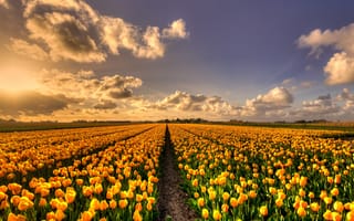 Картинка поле, небо, солнце, красота, облака, свет, цветы, желтый