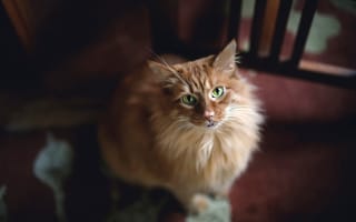 Картинка зелёные глаза, взгляд, рыжая кошка