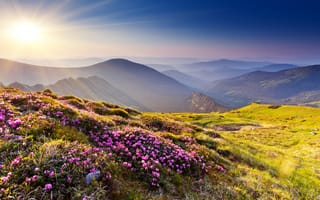 Картинка цветы, трава, лучи, горы, камни, азалия, холмы, природа, солнце