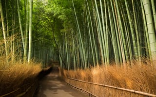 Картинка Kyōto, бамбук, дорога
