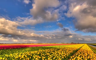 Картинка поле, облака, цветы, природа, синева, красота, красный, желтый