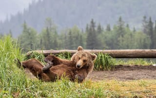 Картинка трава, медведь, природа