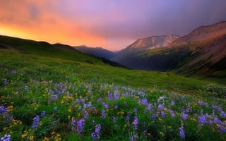 Картинка утро, горы, природа, цветы, пейзаж