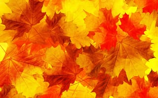 Обои осень, кленовые листья, листья, дубовые листья
