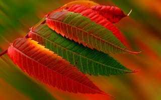 Картинка листья, листва, макро, осень