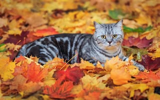 Картинка кот, листья, полосатый, осень