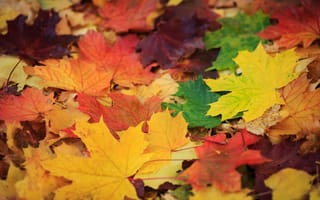 Картинка золотая осень, цвета, листья