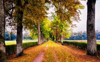 Картинка Дорога, природа, листва, аллея, осень, кусты, парк, деревья