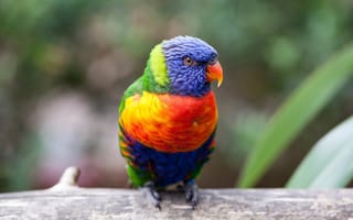 Картинка попугай, многоцветный лорикет, красный, клюв, желтый, синий, перья, зеленый, оранжевый