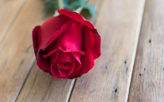 Картинка цветок, розы, красная роза, rose, бутон, romantic, red, wood, flower, bud
