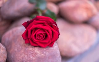 Картинка цветок, камни, розы, rose, bud, romantic, stones, красная роза, flower, red, бутон