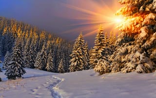 Картинка природа, небо, sunset, nice, path, snow, white, nature, снег, зима, sky, пейзаж, road, forest, beautiful, winter, cool