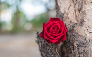 Картинка цветок, дерево, romantic, flower, tree, бутон, красная роза, red, rose, розы, 