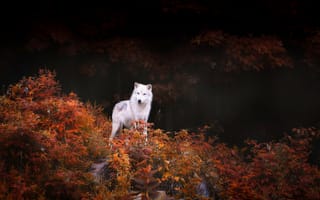 Картинка Волк, кусты, лес, деревья, листва, природа, осень, хищник