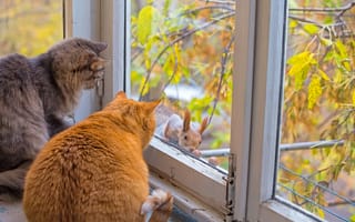 Обои кошки, осень, белка, окно, коты