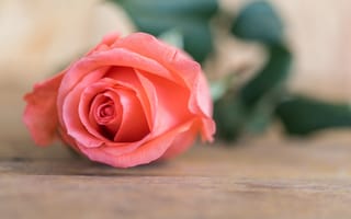 Картинка цветок, розовая роза, pink, wood, bud, rose, romantic, розы, бутон, flower