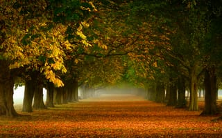 Картинка туман, желтая, природа, деревья, Осень, аллея, листва, золотая, оранжевая, дорожка