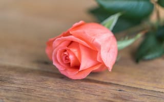 Картинка цветок, розы, wood, romantic, rose, flower, pink, бутон