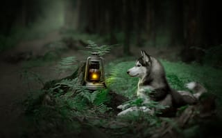 Картинка лес, папоротник, фонарь, Хаски, собака