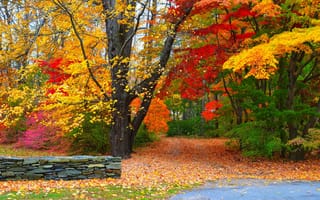 Картинка nature, colorful, лес, деревья, walk, дорога, fall, осень, colors, leaves, листья, road, path, природа, park, trees, autumn, forest, парк