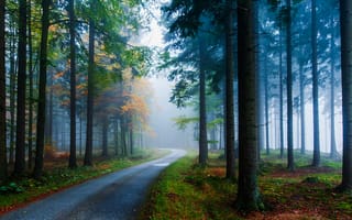 Картинка деревья, Лес, осень, стволы, туман, хвоя, дорога, природа, ели