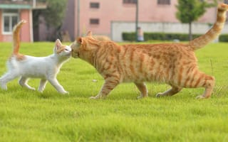 Картинка встреча, кошка, котёнок, трава