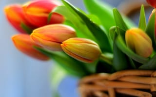Картинка flowers, tulips, bouquet, тюльпаны, корзина, букет, цветы, basket