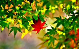 Картинка осень, макро, клен, листья