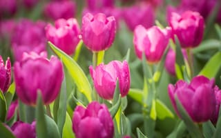 Картинка цветы, pink, розовые, purple, тюльпаны, tulips, flowers