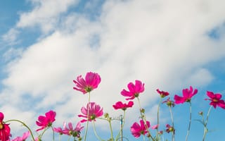 Картинка поле, лето, цветы, солнце, colorful, небо, summer, луг