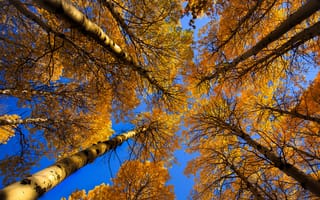 Обои небо, крона, дерево, листья, ствол, осень