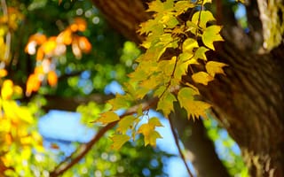 Картинка дерево, ветка, листья, осень, макро, ствол